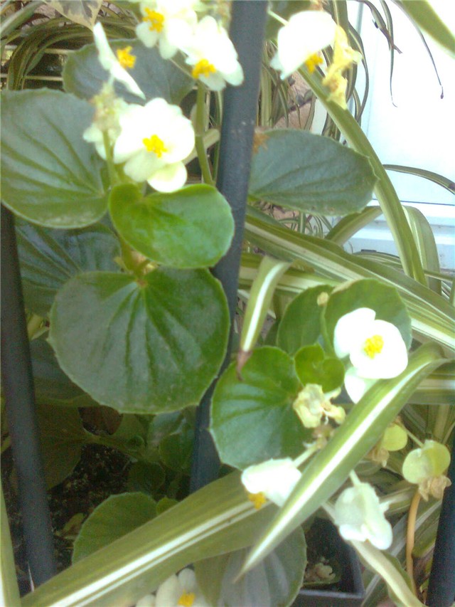 bjela begonia